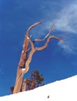 Colorado Photography / Rocky Mountain National Park photography: ”Survivor.”   this hardy old conifer passes the torch to a new generation.  This Colorado picture by Grabo' is a study in perseverance to give you courage to keep on pluggin' away when the goin' gets rough.  West of Estes Park Colorado.  Click here.