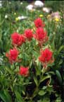 Grabo: "Pocketfull of Paintbrush."  If you love red and green and alpine meadows, this Grabo' image, taken in the Maroon Bells Wilderness near Aspen, Colorado will thrill you.  Click here.  (Rocky Mountain Photography > Colorado Photography > Nature Photography > Wildflower Photography)