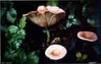 "Swiss Mushrooms."   Every once in a while a scene just jumps out and says "Take me!!"  These mushrooms in Grindelwald, Switzerland were like that.  Looking like a watercolor due to selective focus, They're dream-like.  Take this photography home with you, it's quite affordable!  Click here to see this photography close up!  (Grabo' Swiss Nature Photography Collection > Mushroom Photography > Floral Photography)