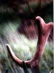 "If you get much closer, these antlers will stick you in the eye!  Photographed by Grabo', wildlife photographer,  in the Laramie Mountains of Wyoming... click here to get even closer! (Wyoming Wildlife Photography > Animal Photography > Bull Elk Photography)