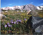 "Snowy Flowers."  Photographic image of Southeast Wyoming's Snowy Range, chief prize of the Laramie, Wyoming area.  Summer snowfields, purple wildflowers, lush green grass, deep blue sky and sheer gray granite faces.  What more could you want?  Click to enjoy this scene close up.  (Nature Photography > Wildflower Photography > Pictures of flowers)